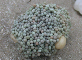 Atlantic Horseshoecrab